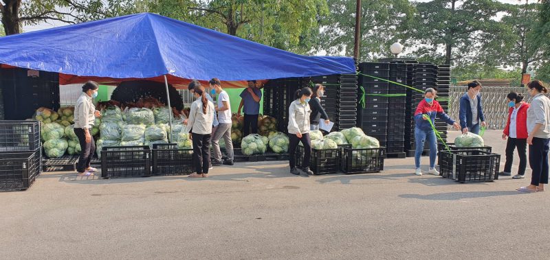 Nhiều loại nông sản tại Hải Dương đã đến kỳ thu hoạch đang cần được giải cứu