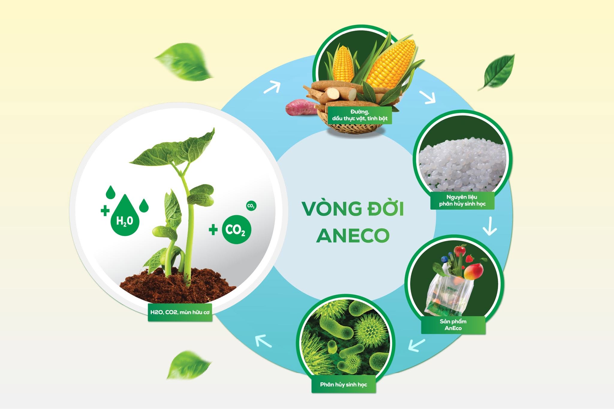 Vòng đời khép kín của sản phẩm AnEco – từ nguồn nguyên liệu có nguồn gốc  thực vật đến phân hủy sinh học hoàn toàn.